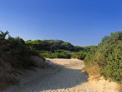 Blick über die Dünen Foto 