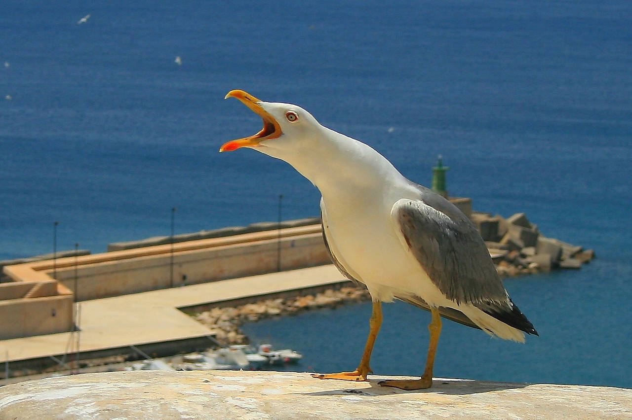 Fotos Calpe | Calpe