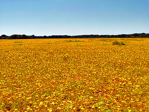 Foto Coto de Doñana - Matalascañas