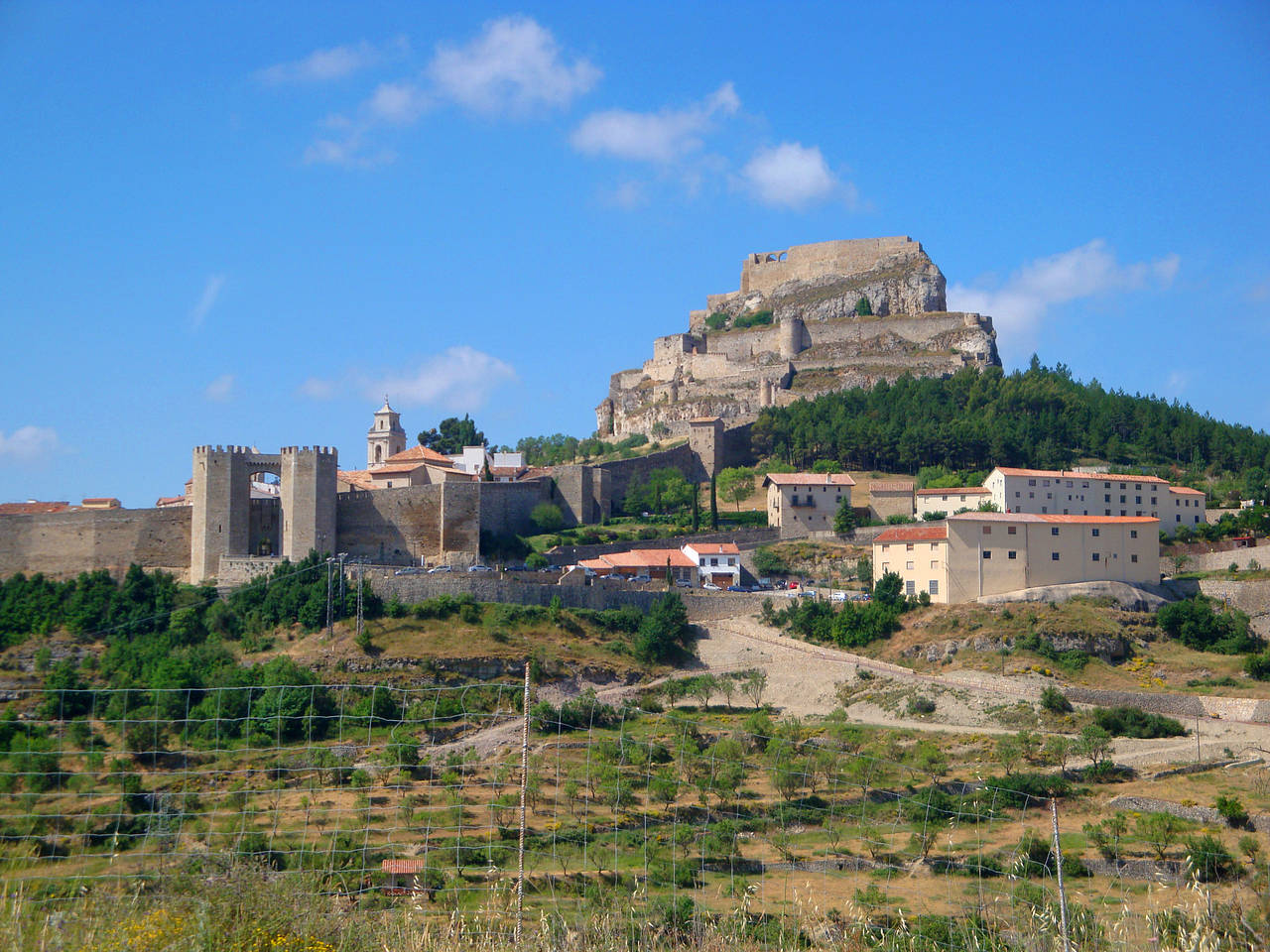 Morella