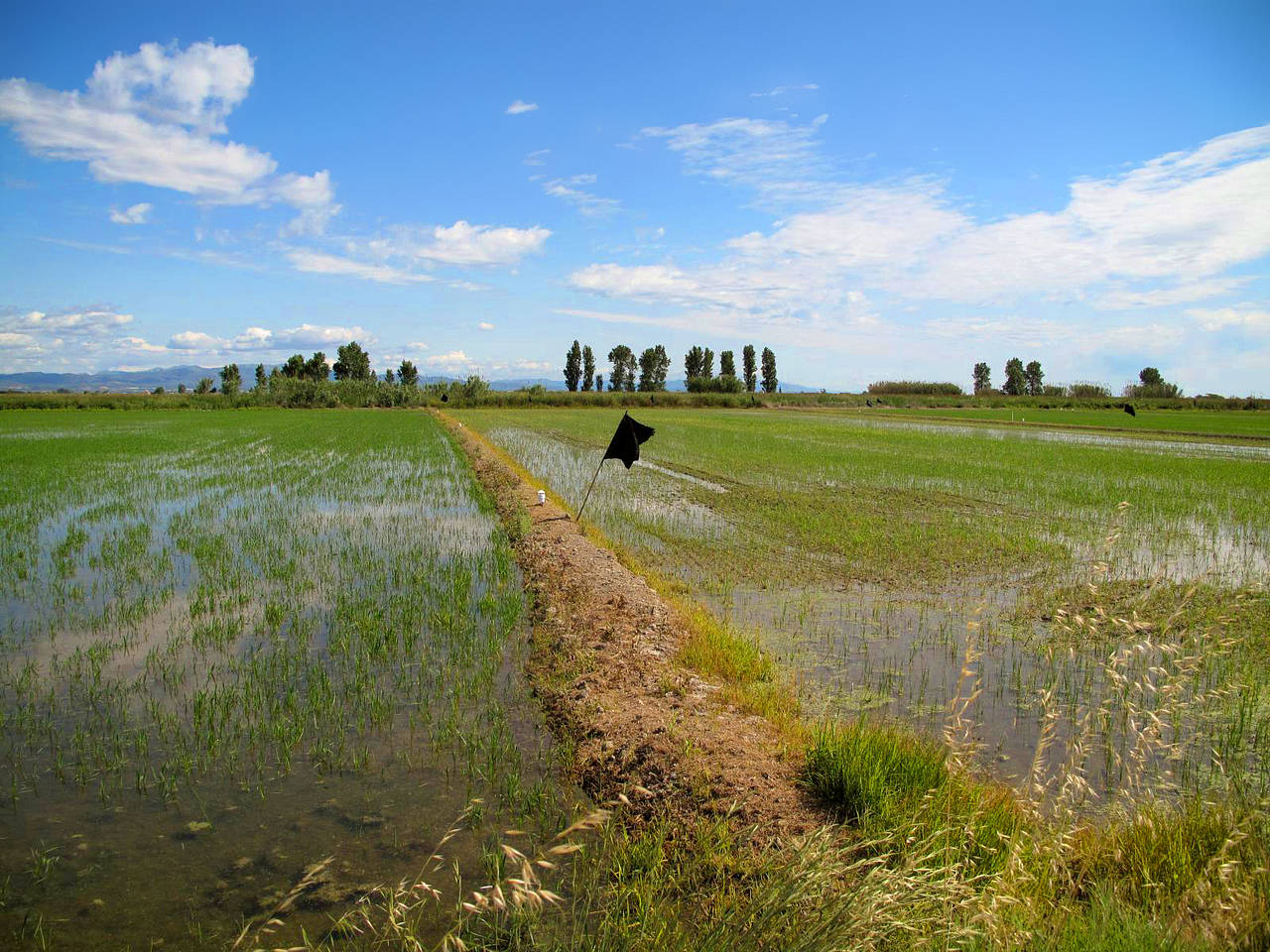 Foto Ebro Delta - Deltebre