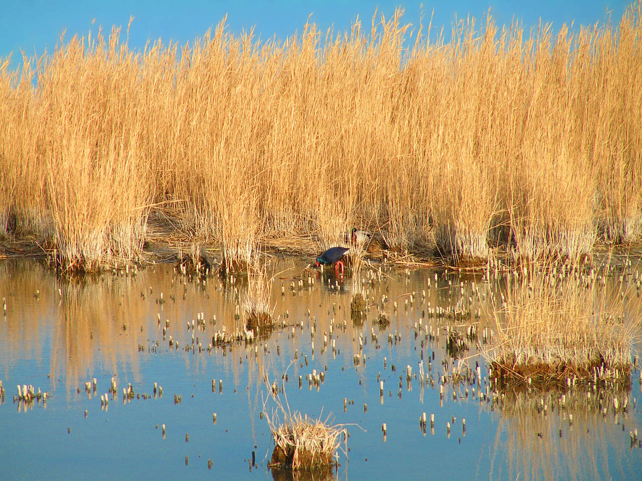 Fotos Ebro Delta