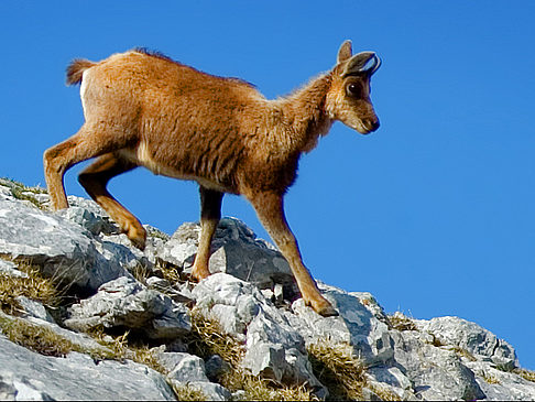 Fotos Picos de Europa